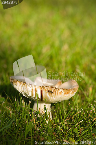 Image of Mushroom