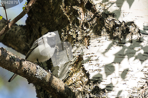 Image of Motacilla alba