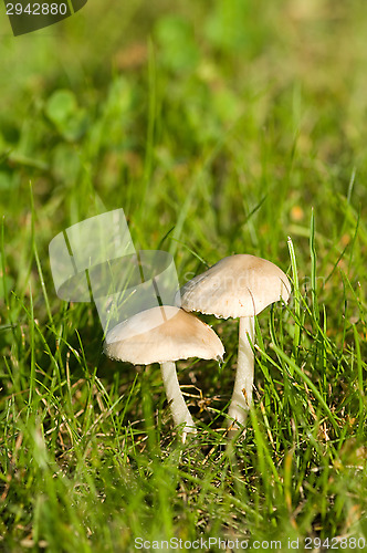 Image of Mushrooms