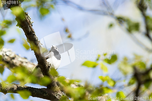 Image of Motacilla alba