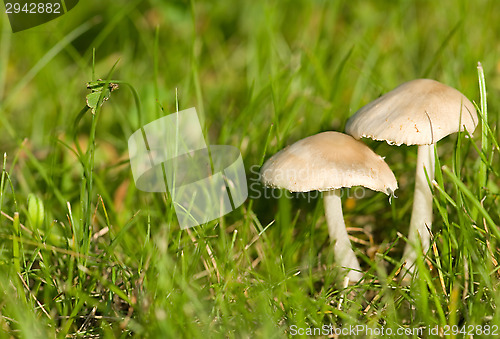 Image of Mushrooms