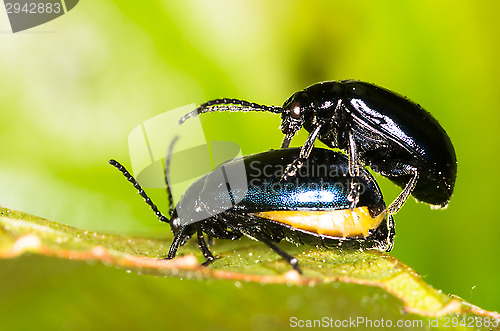 Image of Chrysolina varians