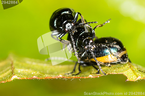 Image of Chrysolina varians