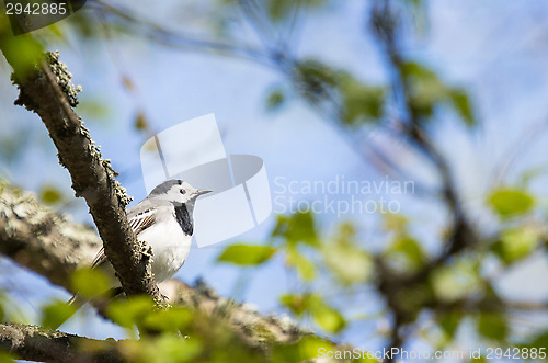 Image of Motacilla alba