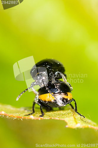 Image of Chrysolina varians