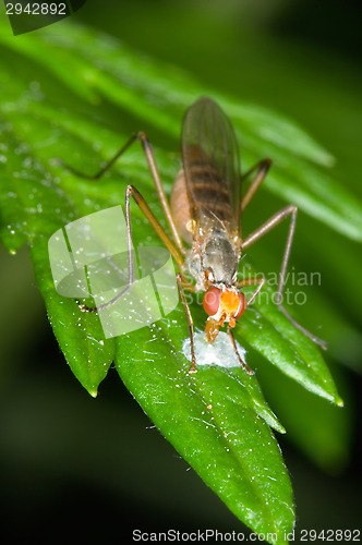 Image of Fly