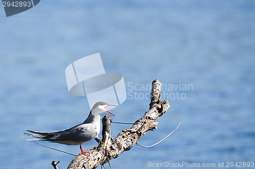 Image of Tern