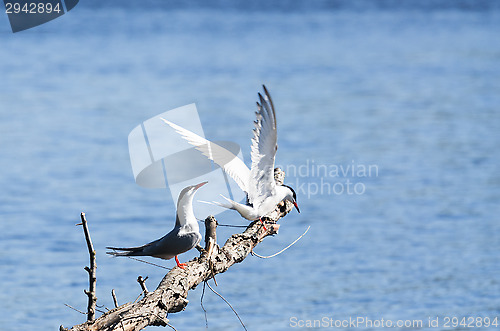 Image of Tern