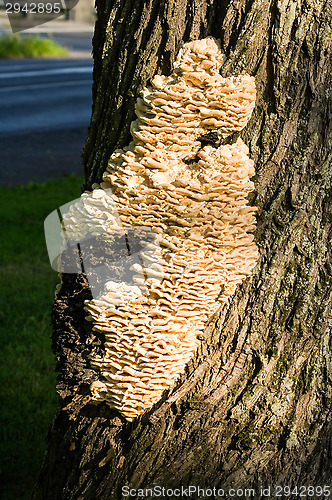 Image of Polypore