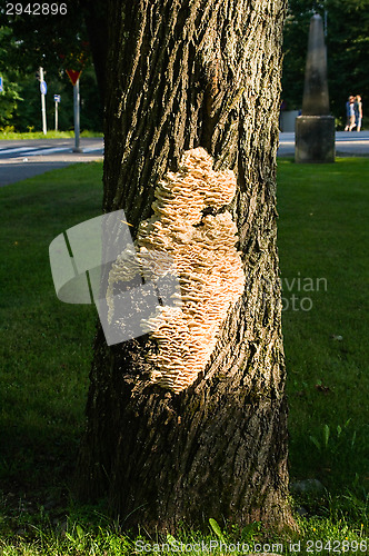 Image of Polypore