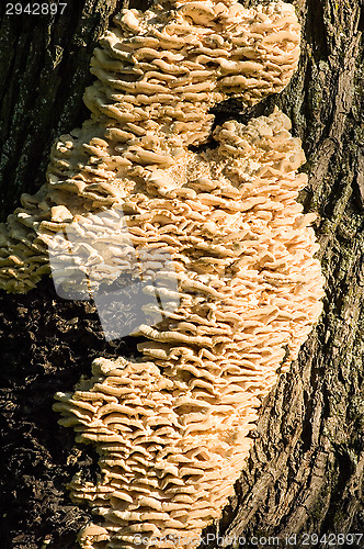 Image of Polypore