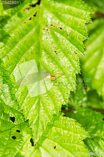 Image of Spider