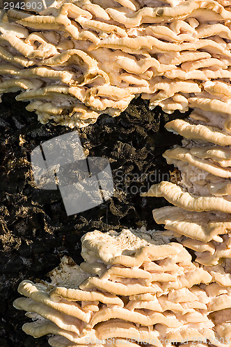 Image of Polypore