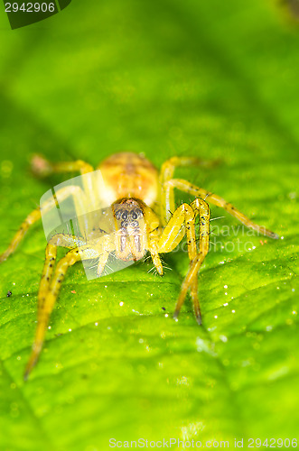 Image of Spider