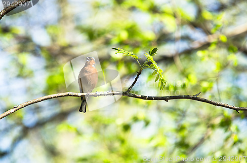 Image of Fringilla coelebs
