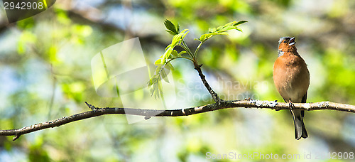 Image of Fringilla coelebs