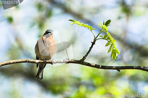Image of Fringilla coelebs
