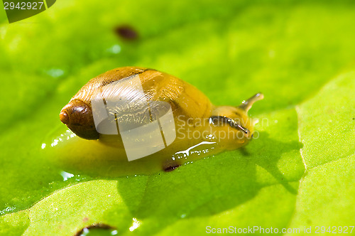 Image of Gastropoda