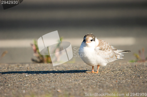 Image of Tern