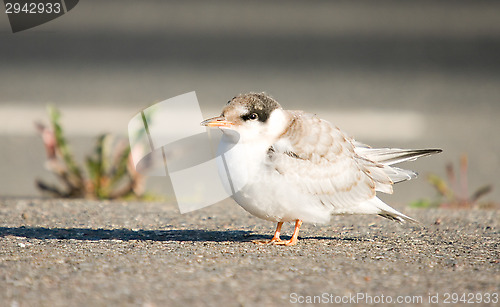 Image of Tern