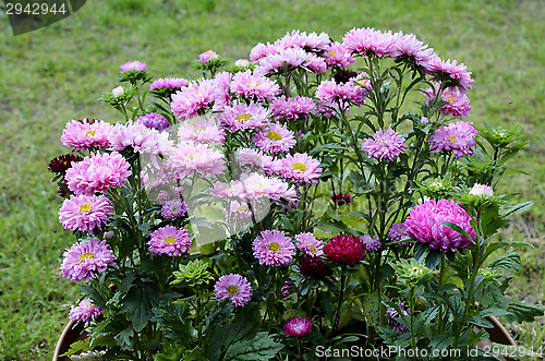 Image of sunlit fine asters in the flowerbed 