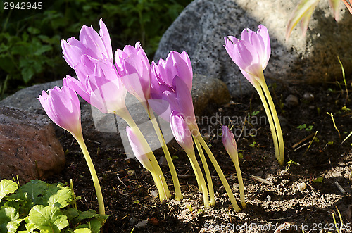 Image of sunlit colchicum in the flowerbed