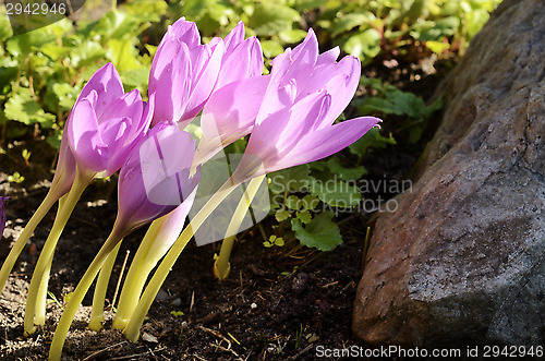 Image of sunlit colchicum in the flowerbed