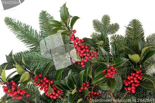 Image of Holly and Fir  
