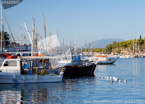 Image of Ducks on harbour patrol