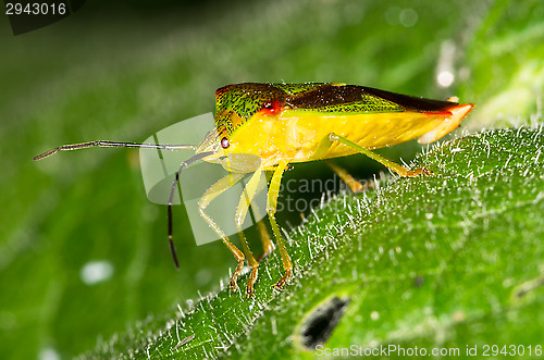 Image of Elasmucha grisea