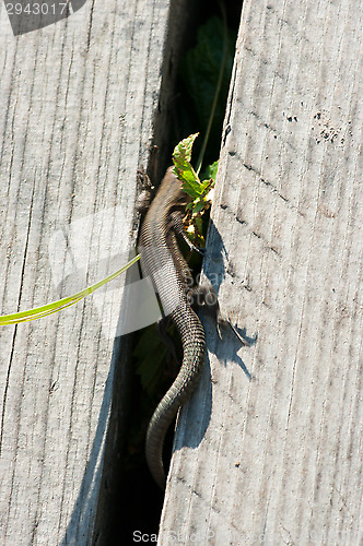 Image of Lizard