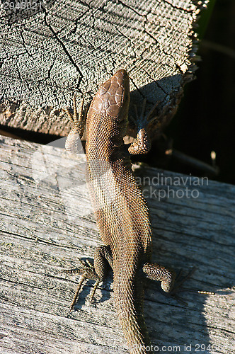 Image of Lizard