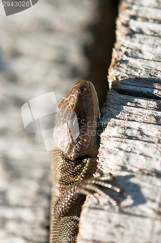 Image of Lizard