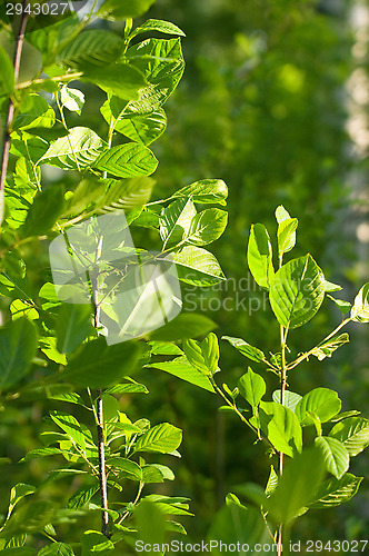 Image of Forest