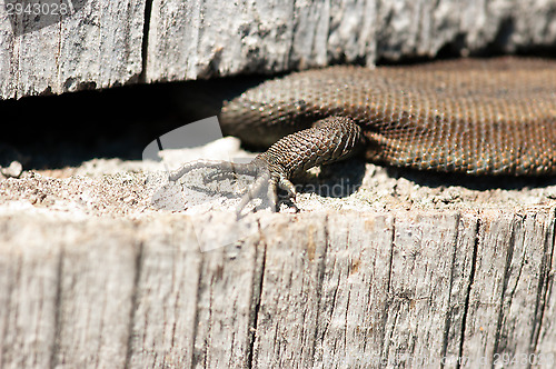 Image of Lizard