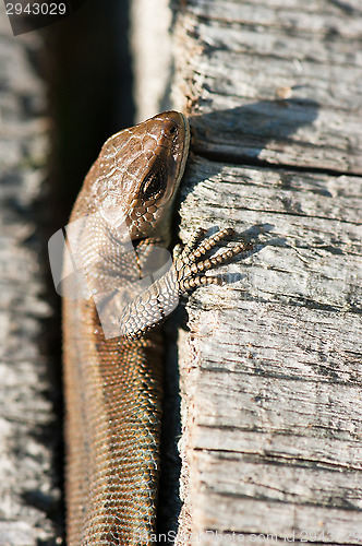 Image of Lizard