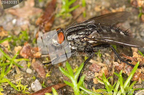 Image of Fly