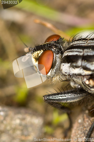 Image of Fly