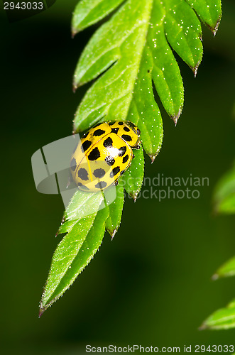Image of Ladybug