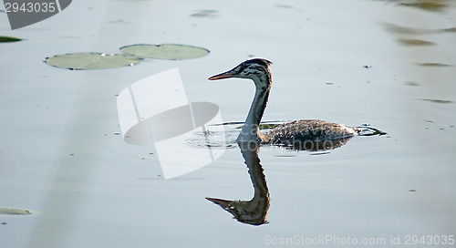 Image of Podiceps cristatus