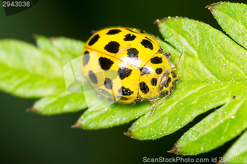 Image of Ladybug