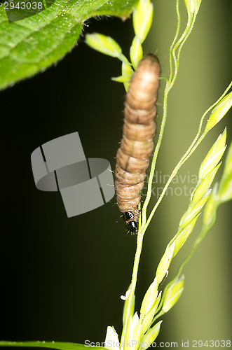 Image of Caterpillar