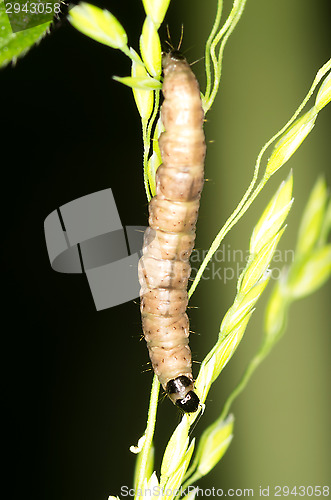 Image of Larva