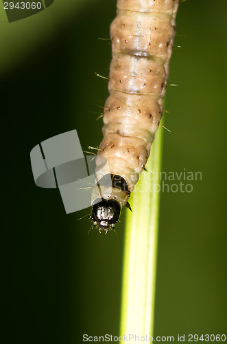 Image of Caterpillar