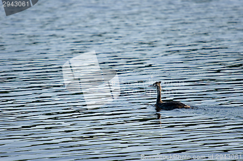 Image of Podiceps cristatus