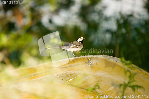 Image of Motacilla alba