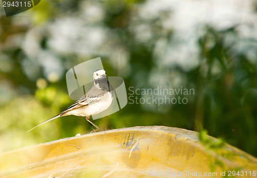 Image of Motacilla alba