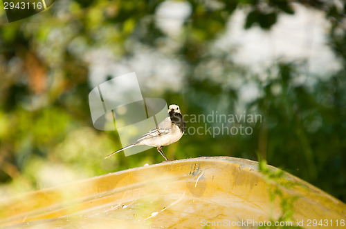 Image of Motacilla alba