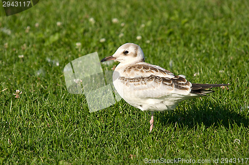 Image of Gull