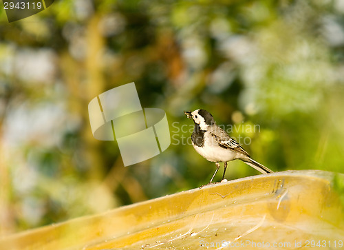 Image of Motacilla alba